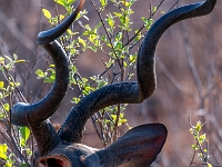 Rezerwat w Chobe (Botswana)